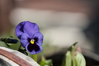 「パンジー」のサムネイル画像