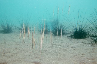 「ヨロイウオ(Rigid Shrimpfish)」のサムネイル画像