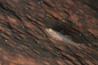 「ウミショウブハゼ」のサムネイル画像