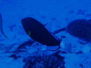 「クロモンガラ」のサムネイル画像