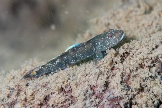 「ヨシノボリの仲間」のサムネイル画像