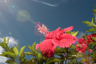 「ブッソウゲ(仏桑花,ハイビスカス)」のサムネイル画像