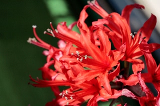 「ダイヤモンドリリー(ネリネ)」のサムネイル画像