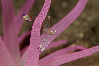 「ハクセンアカホシカクレエビ(ドフライニアシュリンプ)」のサムネイル画像