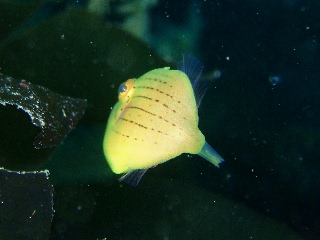 「アオサハギ」のサムネイル画像