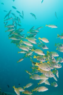 「ヨスジフエダイ」のサムネイル画像