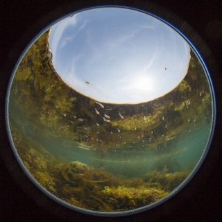 「フサカジカ」のサムネイル画像