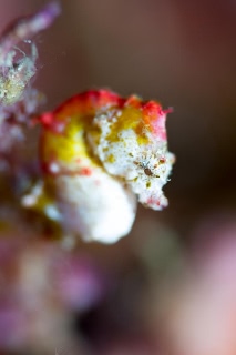 「ポントヒピグミーシーホース」のサムネイル画像