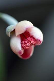 「フェイジョア」のサムネイル画像