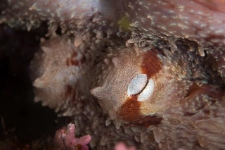 「ミズダコ」のサムネイル画像