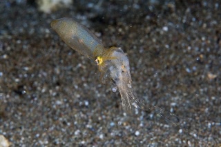 「ヒメイカ」のサムネイル画像