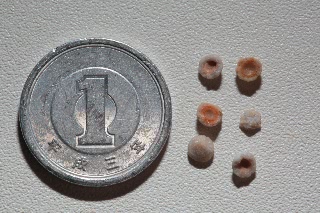 「アメリカザリガニ 」のサムネイル画像