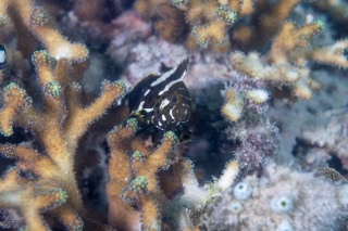 「無題」のサムネイル画像