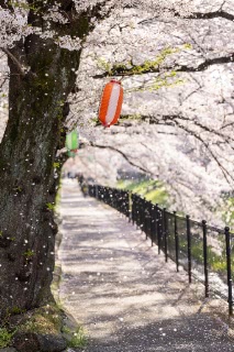 「ソメイヨシノ(染井吉野)」のサムネイル画像