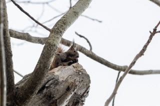 「エゾリス」のサムネイル画像