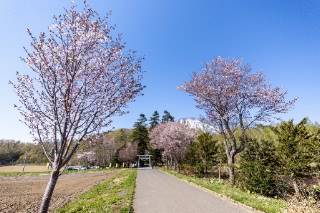 「オオヤマザクラ(エゾヤマザクラ,ベニヤマザクラ)」のサムネイル画像