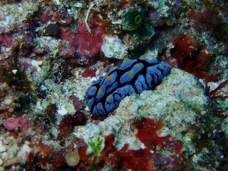 「タマゴイロイボウミウシ(フリエリイボウミウシ)」のサムネイル画像