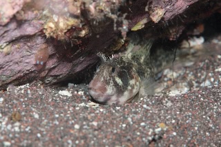 「イソギンポ」のサムネイル画像