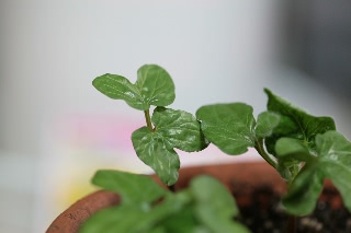 「朝顔」のサムネイル画像