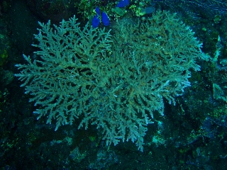 「サンゴの仲間」のサムネイル画像