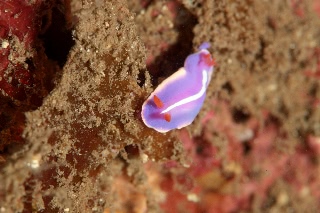 「フジイロウミウシ」のサムネイル画像