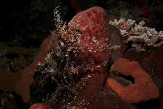 「テヅルモヅル」のサムネイル画像