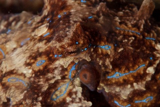 「ヒョウモンダコ(豹紋ダコ)」のサムネイル画像