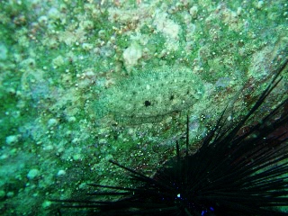 「ムスメウシノシタ」のサムネイル画像