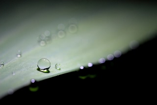 「グラジオラス」のサムネイル画像