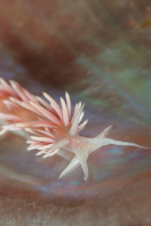 「サクラミノウミウシ」のサムネイル画像