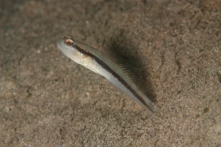 「クロオビハゼ」のサムネイル画像