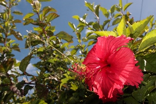「ブッソウゲ(仏桑花,ハイビスカス)」のサムネイル画像