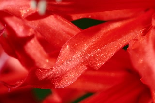 「ダイヤモンドリリー(ネリネ)」のサムネイル画像