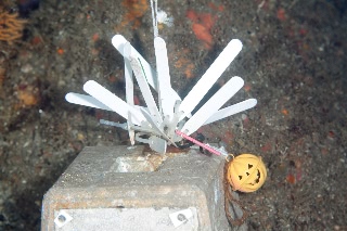 「無題」のサムネイル画像