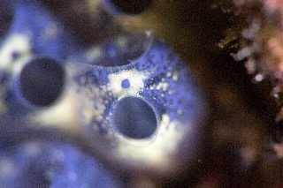 「ホヤの仲間」のサムネイル画像