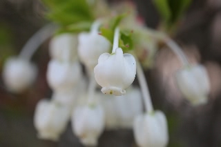 「ドウダンツツジ」のサムネイル画像