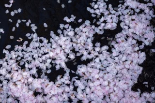 「ソメイヨシノ(染井吉野)」のサムネイル画像