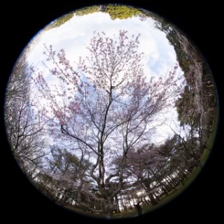 「シダレザクラ」のサムネイル画像