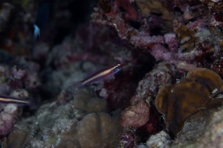 「無題」のサムネイル画像