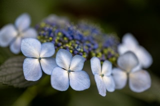 「ガクアジサイ(額紫陽花)」のサムネイル画像