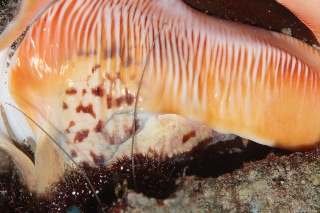 「スイジガイ」のサムネイル画像