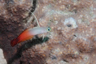 「ハタタテハゼ(Red fire Goby)」のサムネイル画像