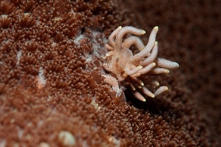 「センジュミノウミウシ」のサムネイル画像