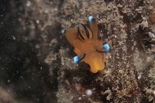 「ウデフリツノザヤウミウシ(ピカチュー)」のサムネイル画像