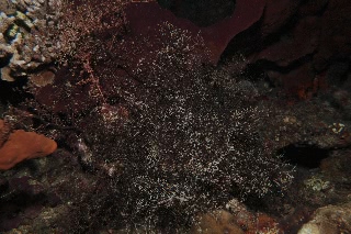 「テヅルモヅル」のサムネイル画像