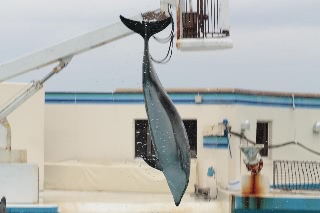 「ミナミバンドウイルカ(ミナミハンドウイルカ)」のサムネイル画像