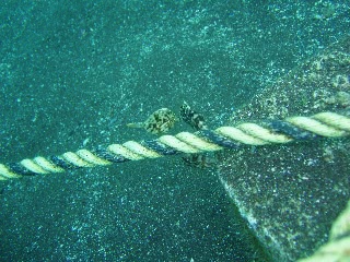 「カワハギ」のサムネイル画像