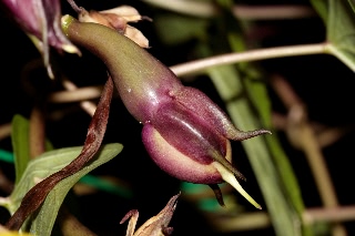 「ヨルガオ」のサムネイル画像