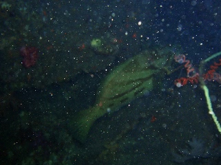 「ホウキハタ」のサムネイル画像