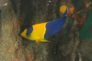 「ソメワケヤッコ」のサムネイル画像